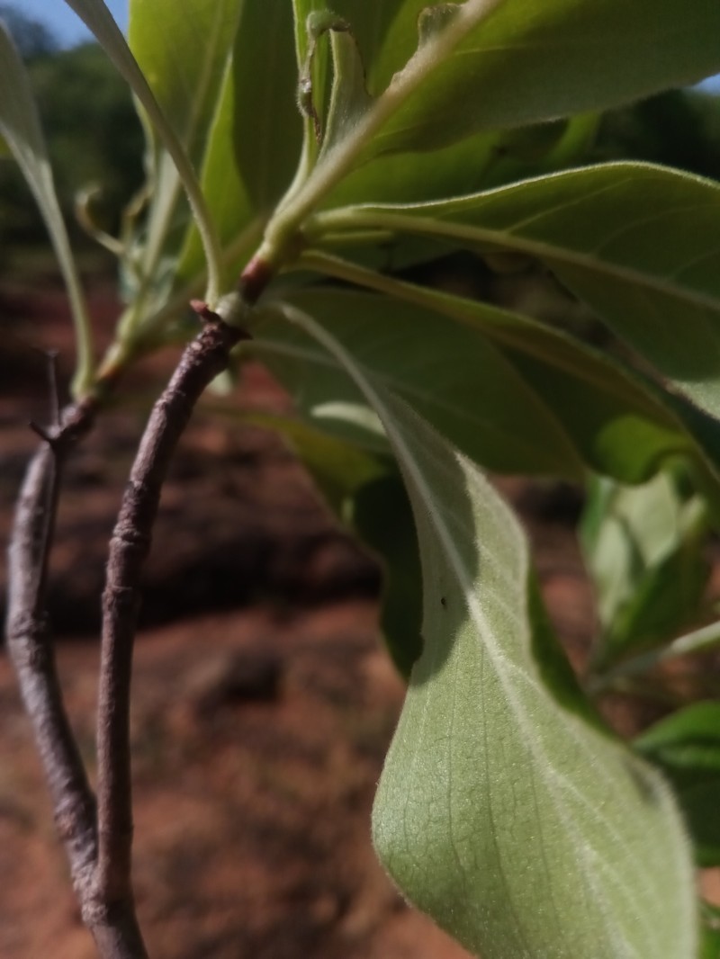 Psychotria antakaranensis photo 6