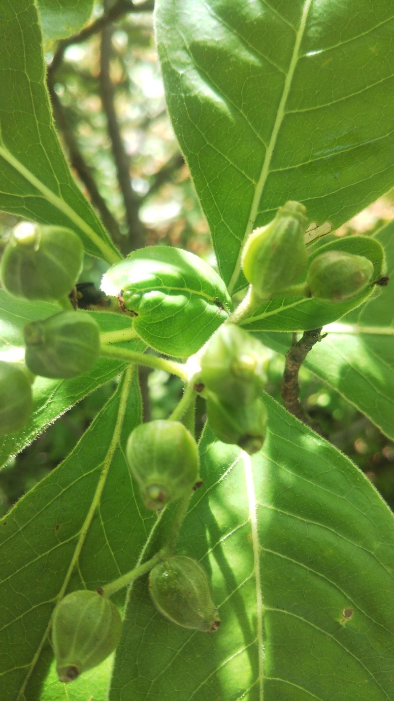 Psychotria antakaranensis photo 7
