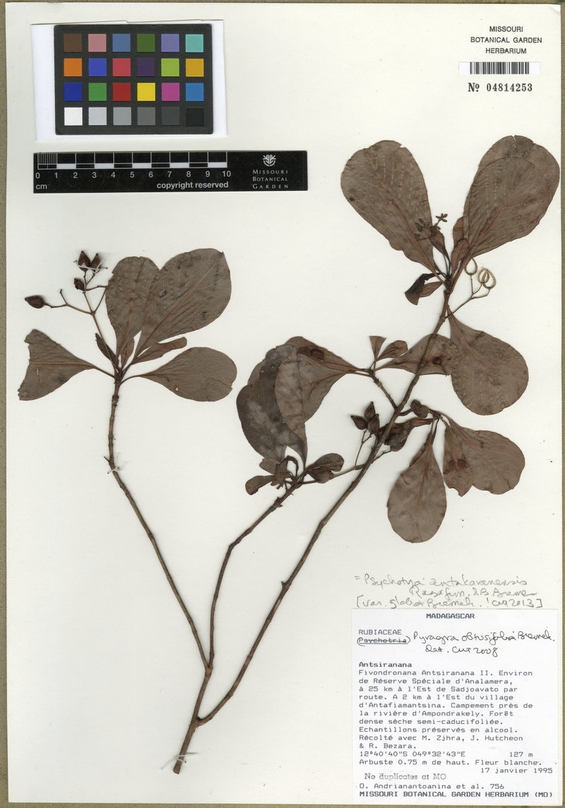 Psychotria antakaranensis photo 8