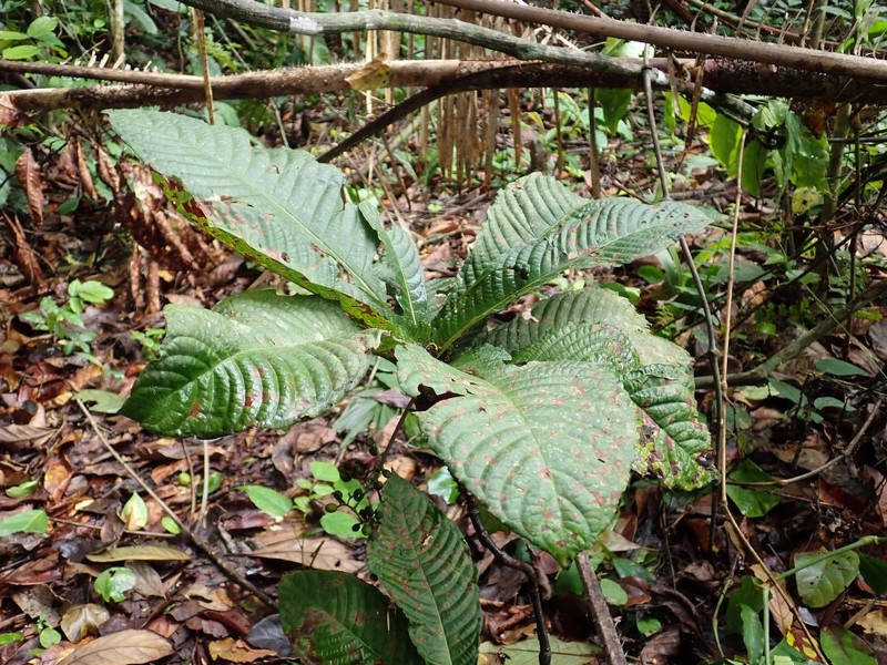 Psychotria anthocleistifolia