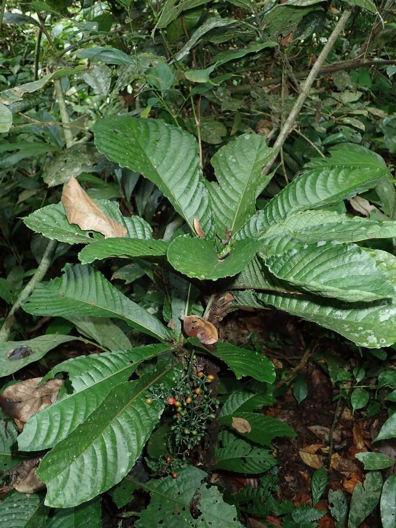 Psychotria anthocleistifolia photo 2