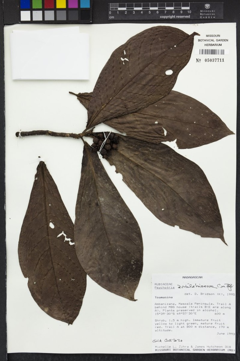 Psychotria antilahimenae