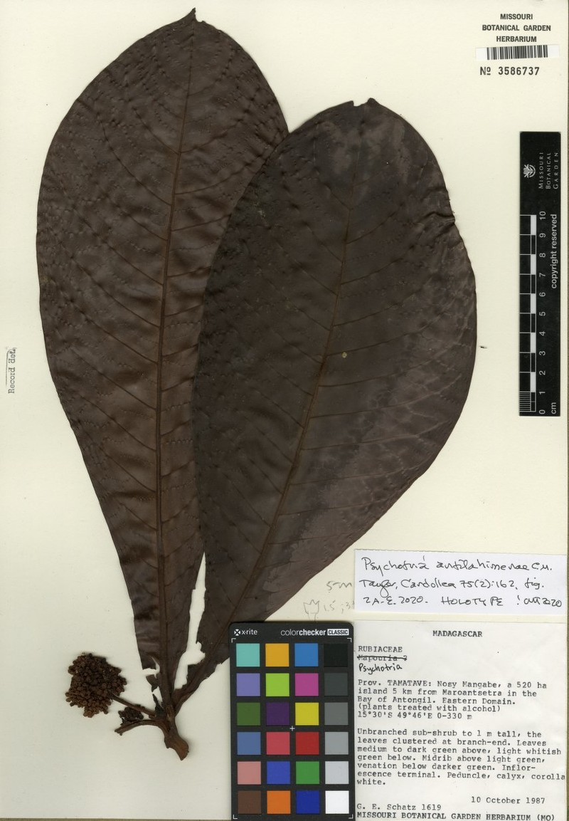 Psychotria antilahimenae photo 2
