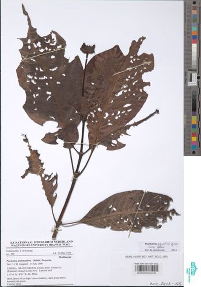 Psychotria aquatica photo 2