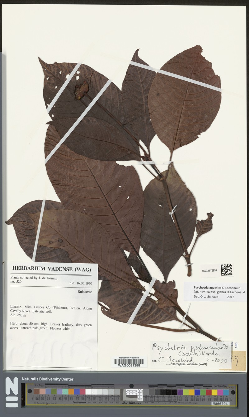 Psychotria aquatica photo 3