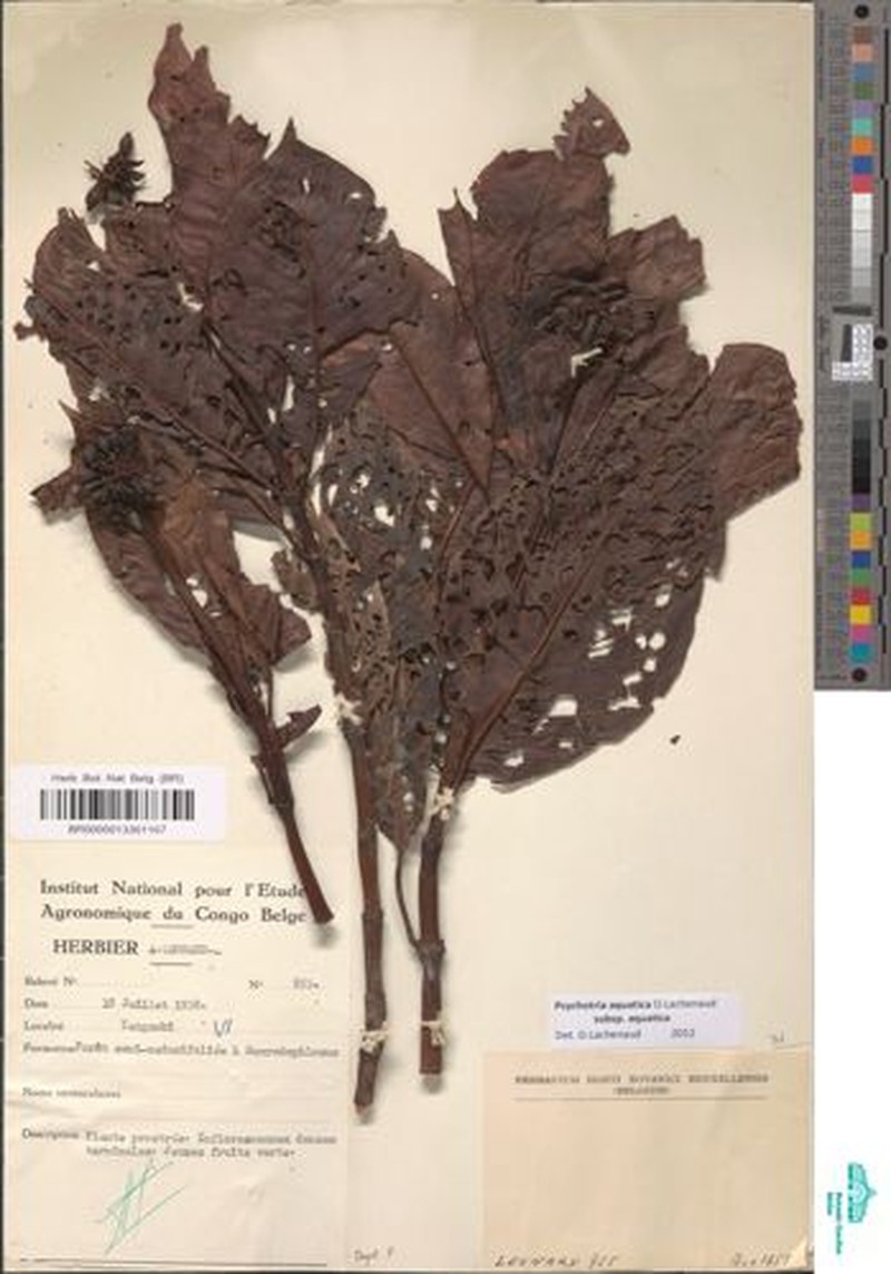 Psychotria aquatica subsp. aquatica
