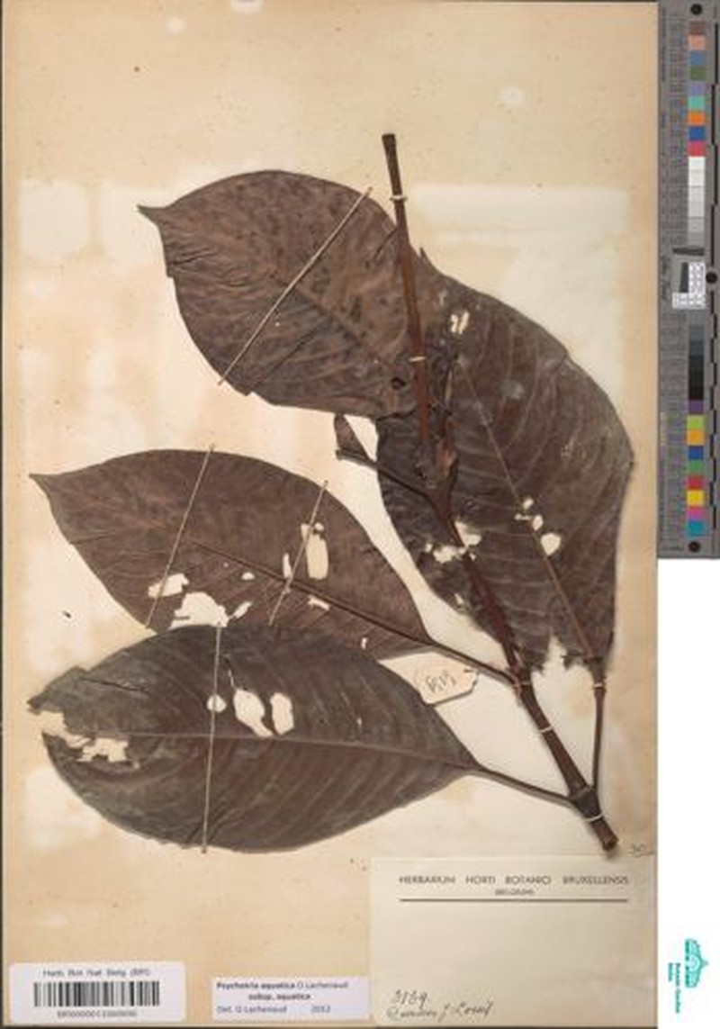 Psychotria aquatica subsp. aquatica photo 2