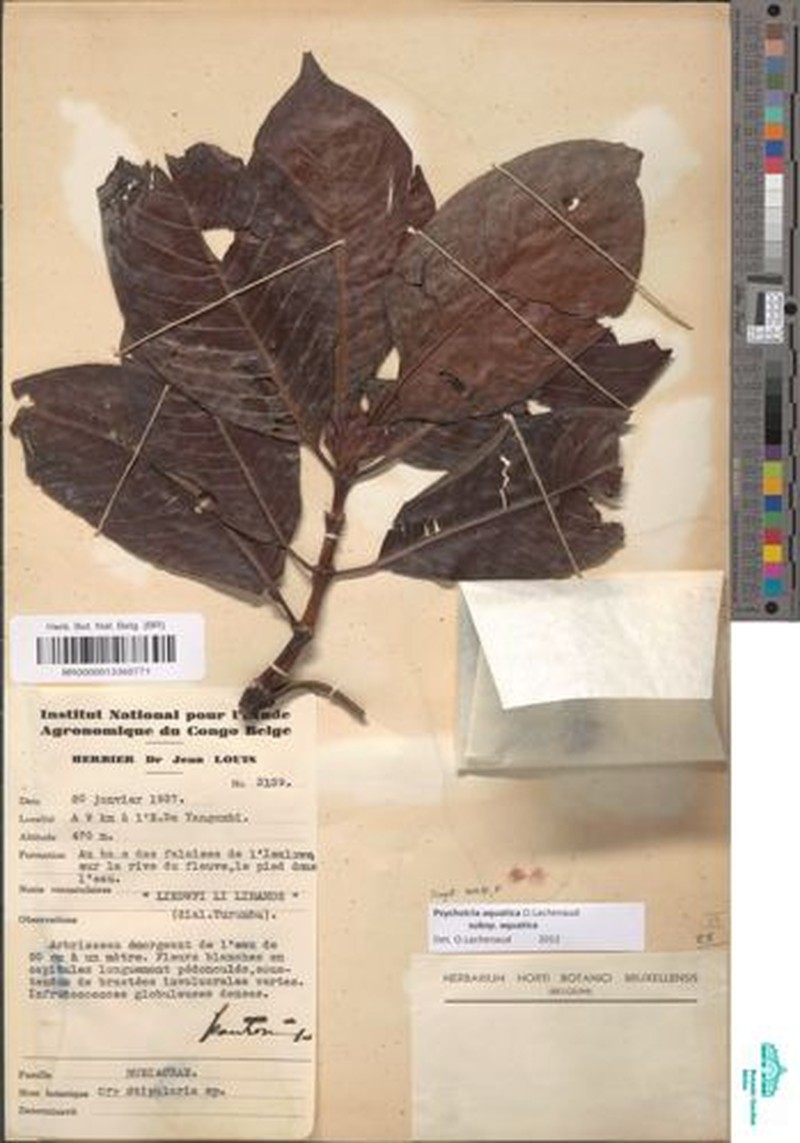 Psychotria aquatica subsp. aquatica photo 3