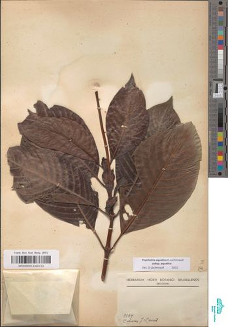 Psychotria aquatica subsp. aquatica photo 4