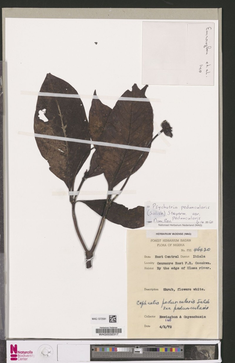 Psychotria aquatica subsp. glabra