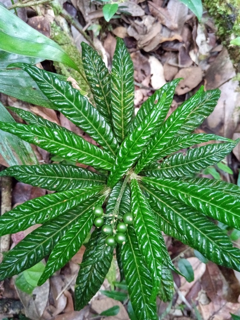 Psychotria armandii