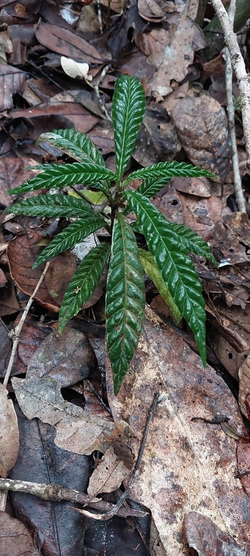 Psychotria armandii photo 2