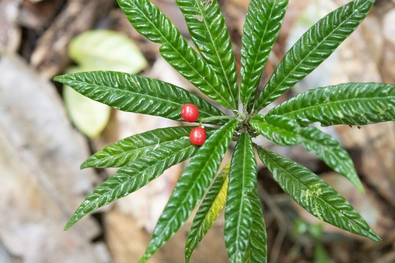 Psychotria armandii photo 3