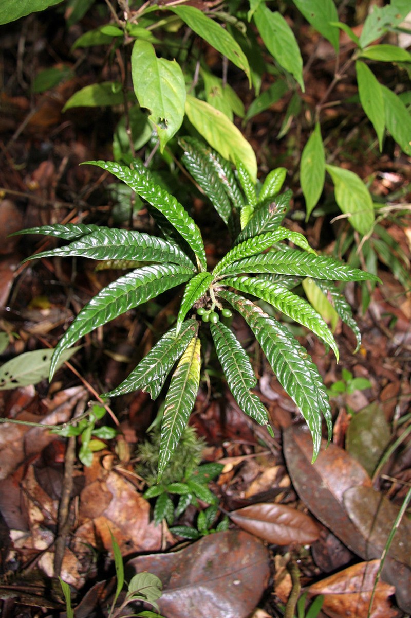Psychotria armandii photo 4