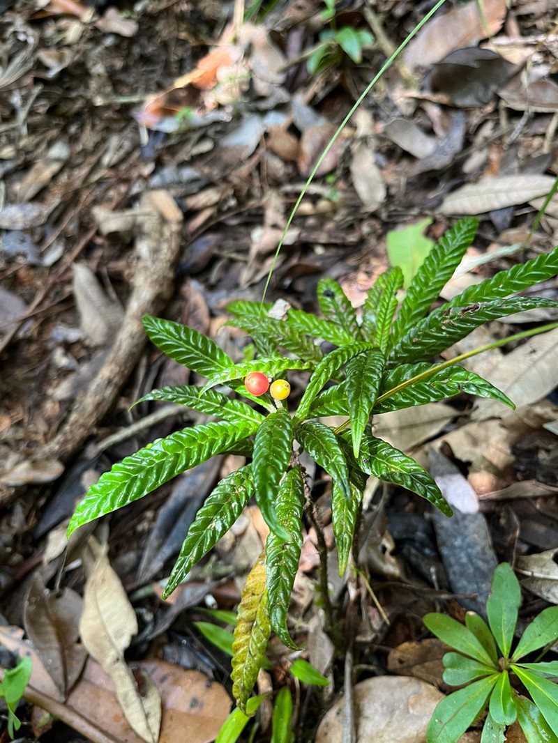 Psychotria armandii photo 5