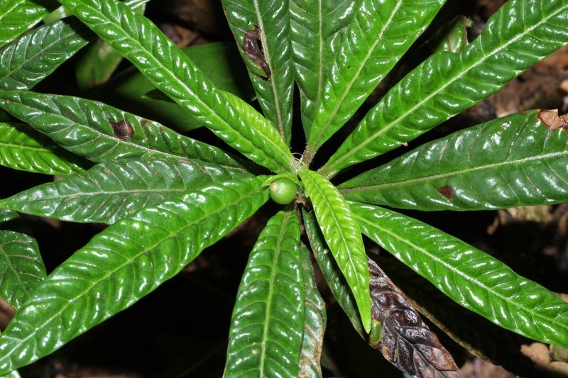 Psychotria armandii photo 6