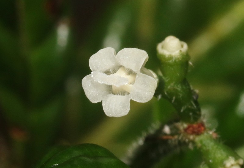 Psychotria armandii photo 7