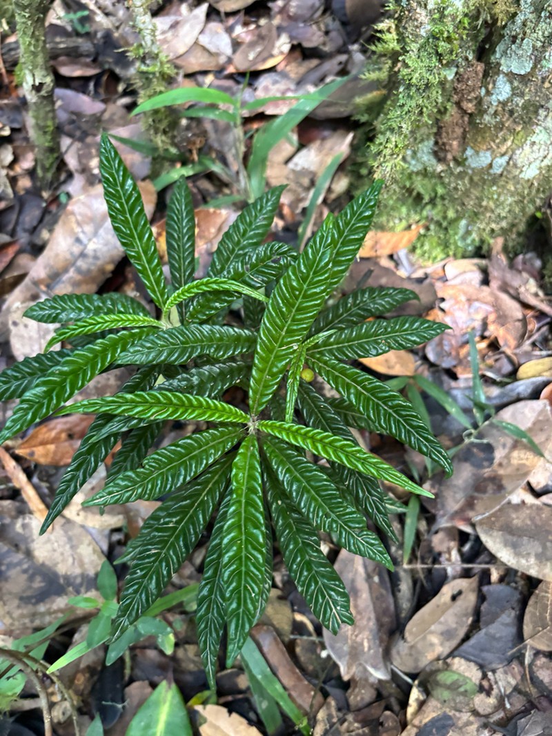 Psychotria armandii photo 8
