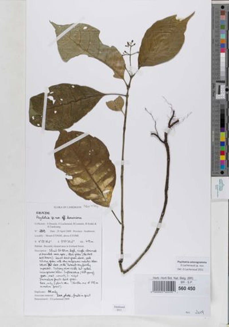 Psychotria asterogramma