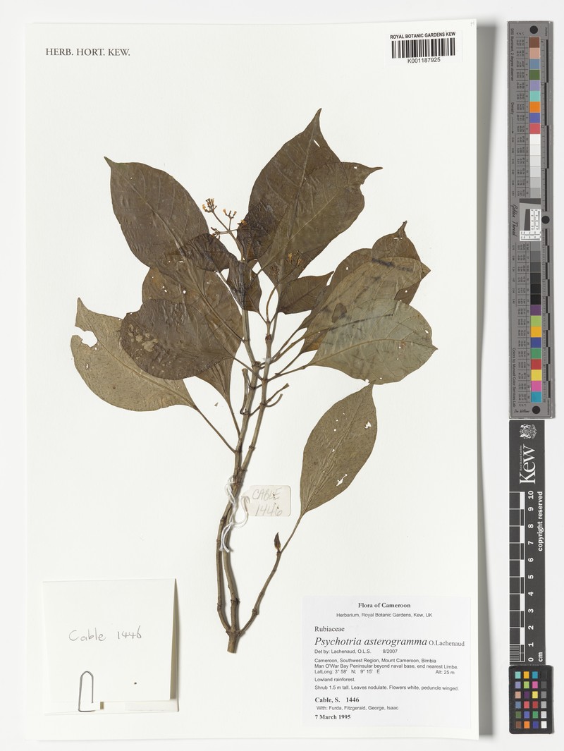 Psychotria asterogramma photo 2