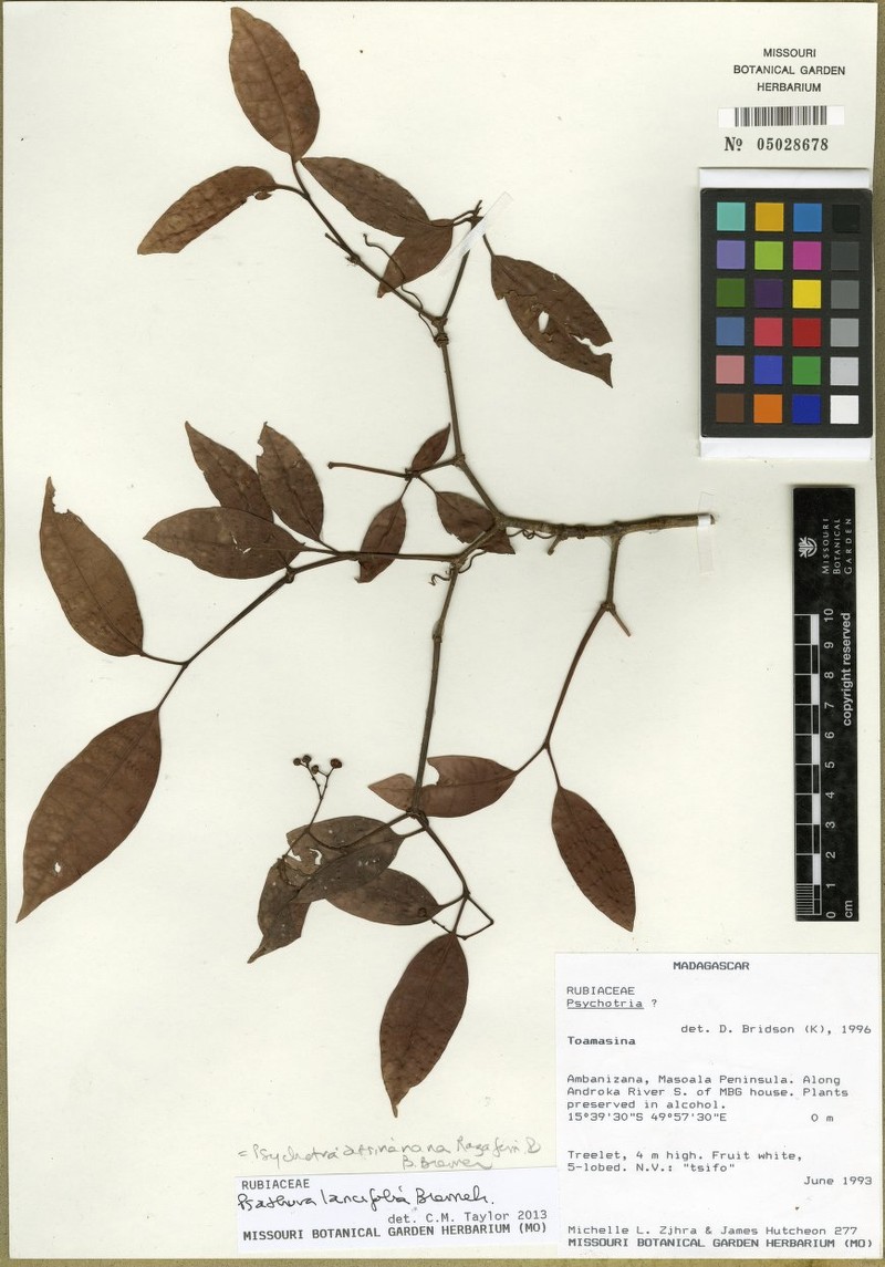 Psychotria atsinanana