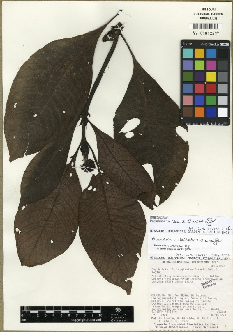 Psychotria awa