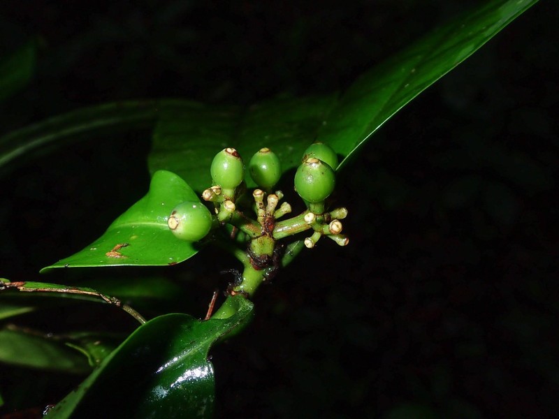 Psychotria bampsiana