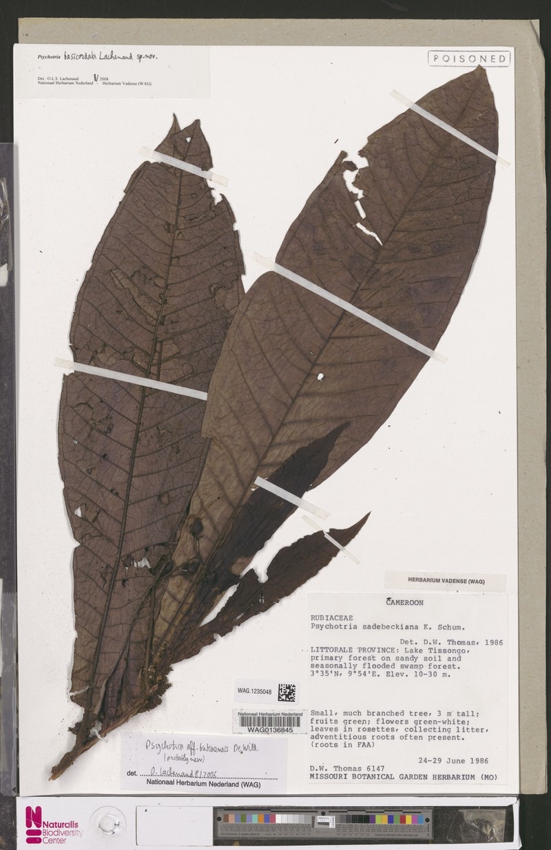 Psychotria basicordata