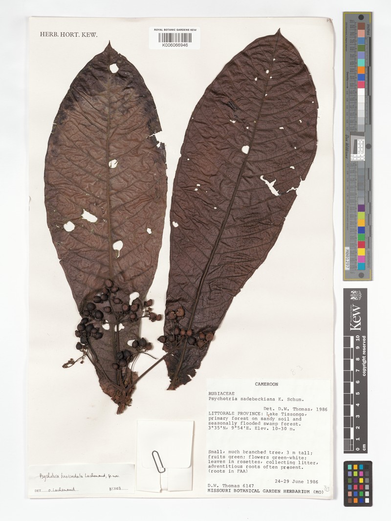 Psychotria basicordata photo 2