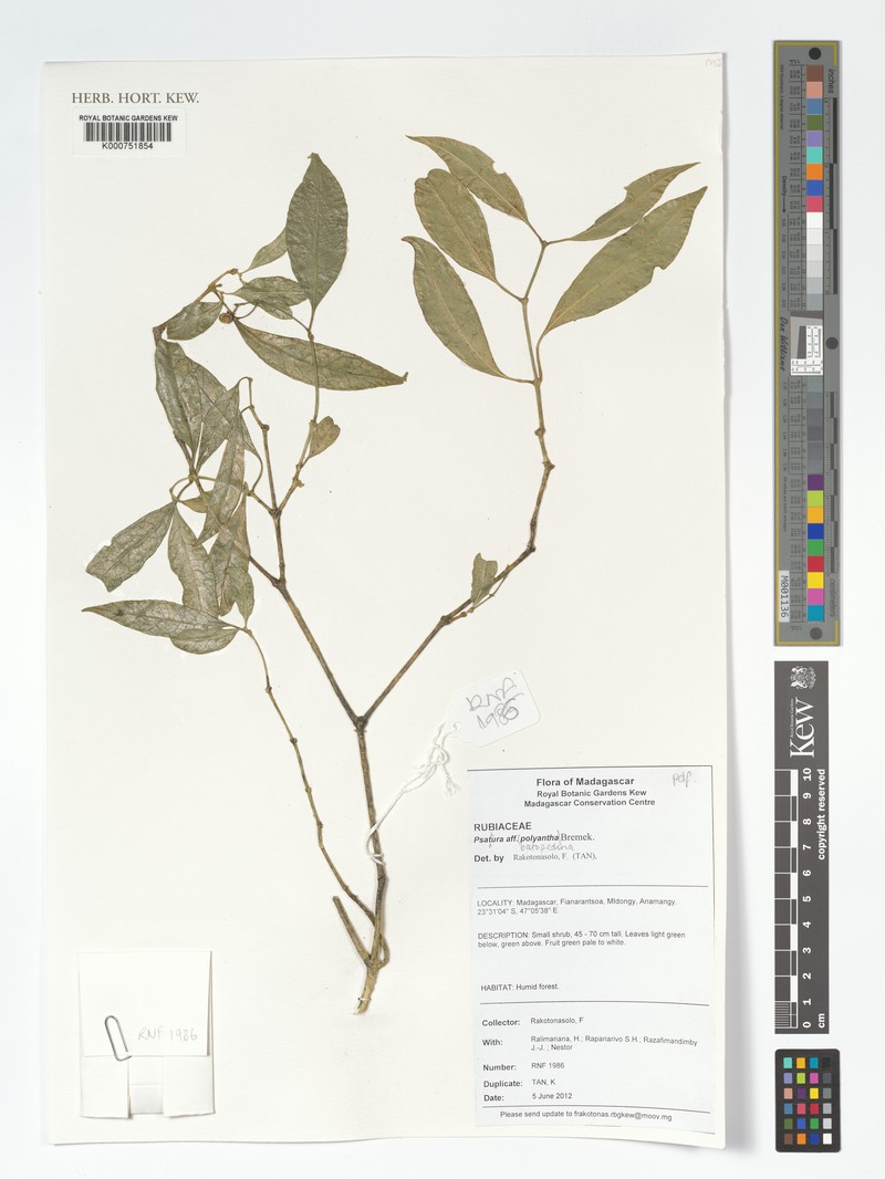 Psychotria batopedina