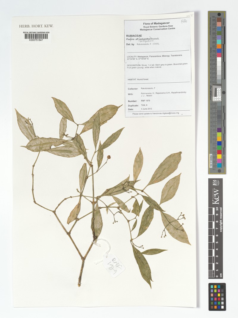Psychotria batopedina photo 2
