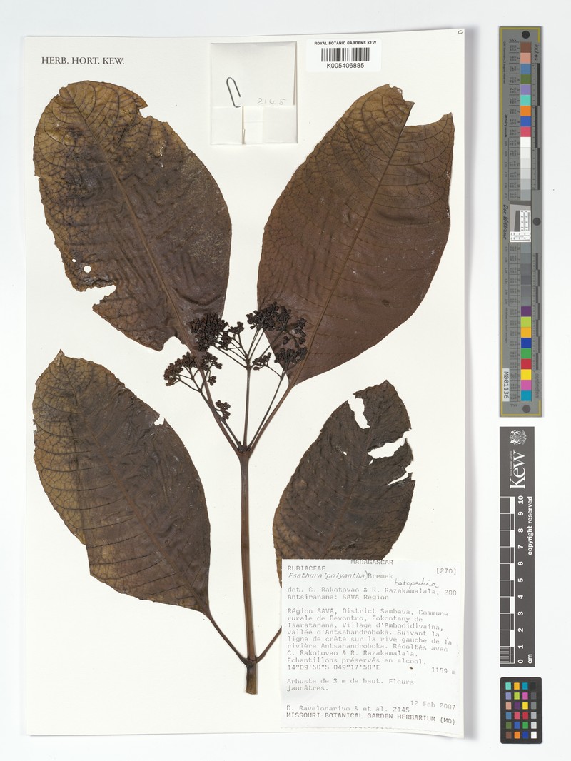 Psychotria batopedina photo 3