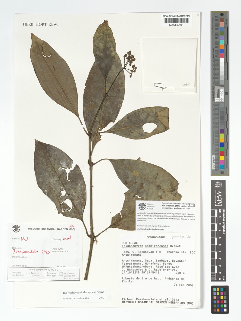 Psychotria bealananensis