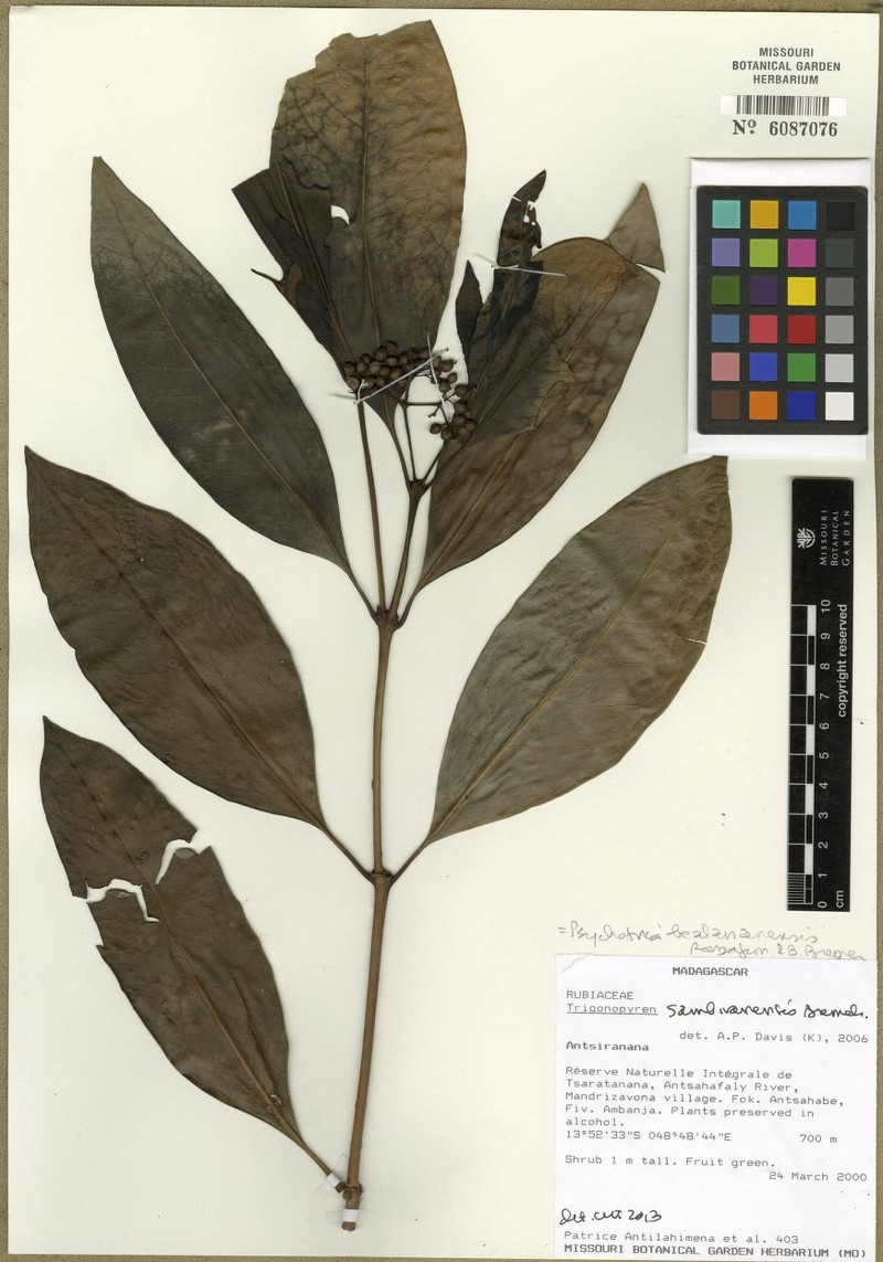 Psychotria bealananensis photo 2