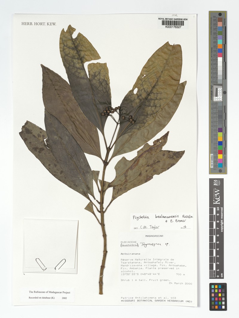 Psychotria bealananensis photo 3