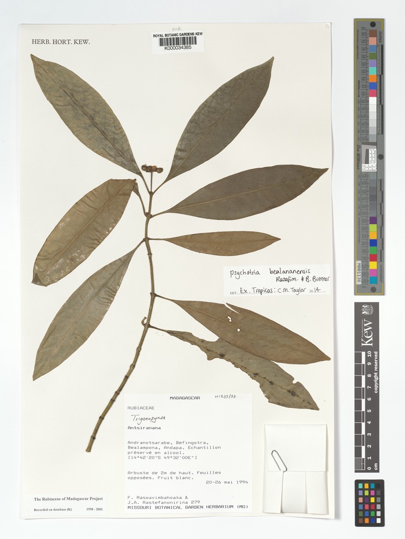Psychotria bealananensis photo 4