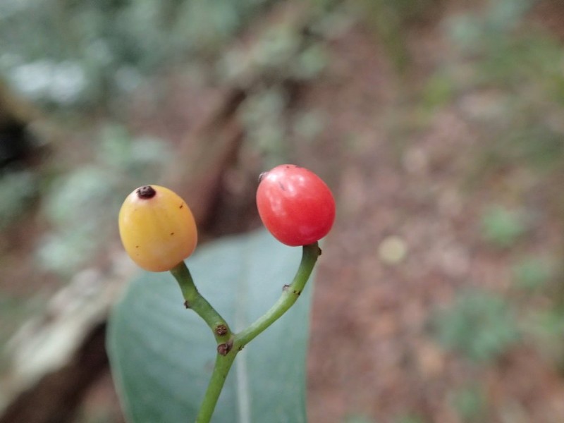 Psychotria beentjei
