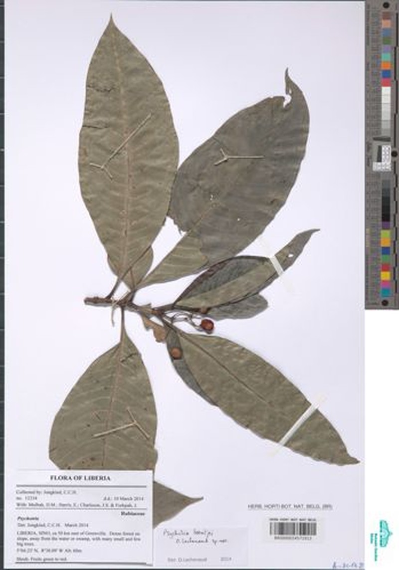Psychotria beentjei photo 2