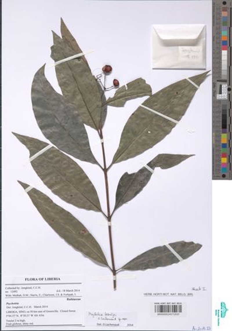 Psychotria beentjei photo 3