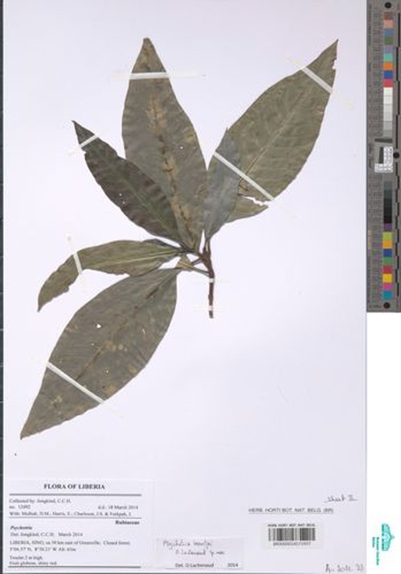 Psychotria beentjei photo 4