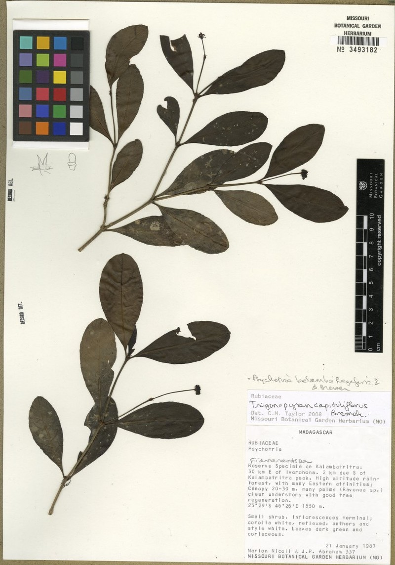 Psychotria belamboi