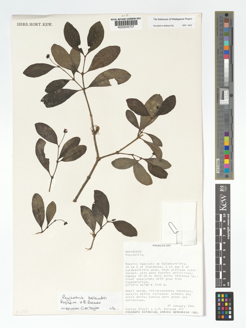 Psychotria belamboi photo 2