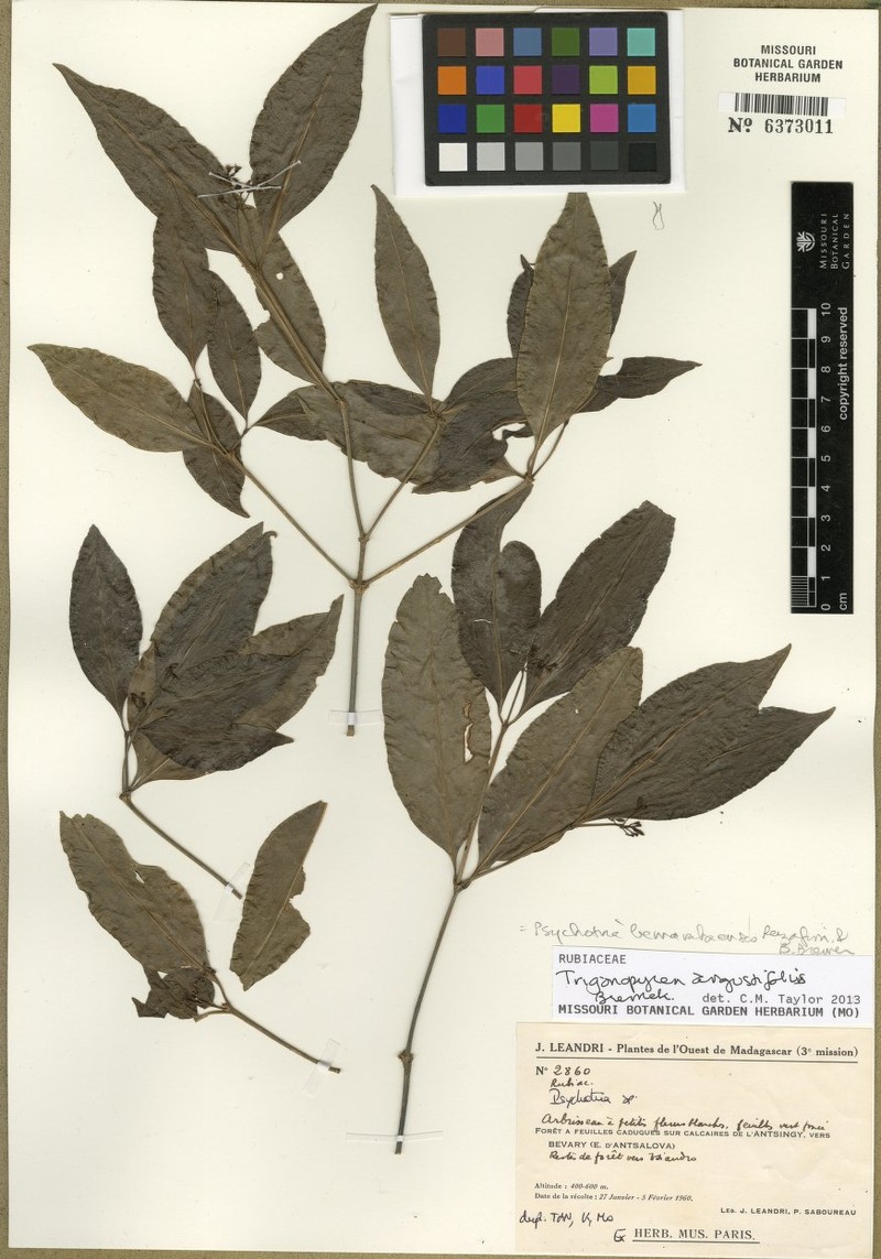 Psychotria bemarahensis