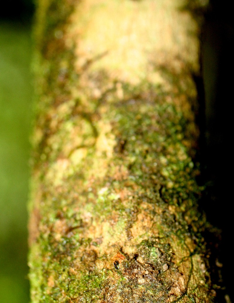 Cachimbo-Cumun