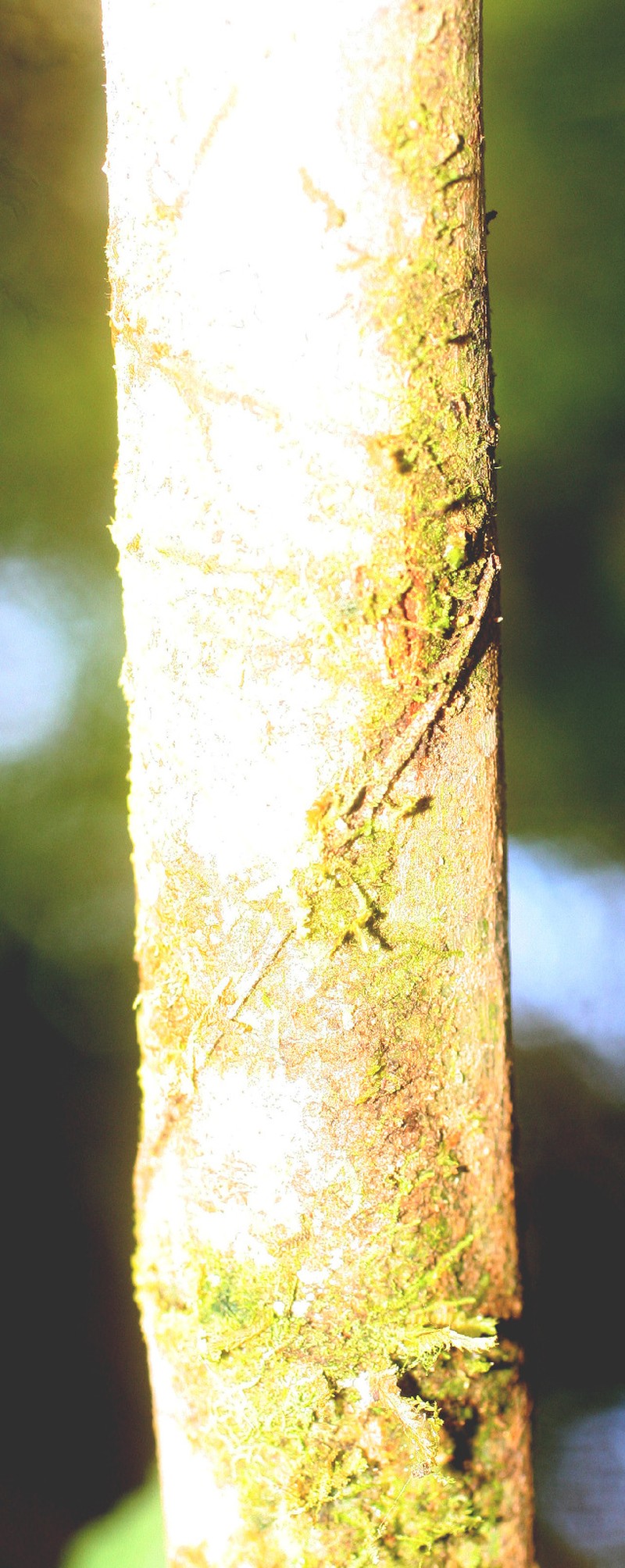 Cachimbo-Cumun photo 3