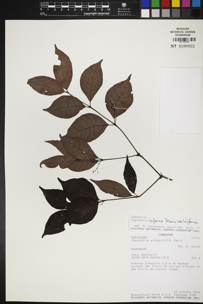 Psychotria bifaria subsp. bifaria