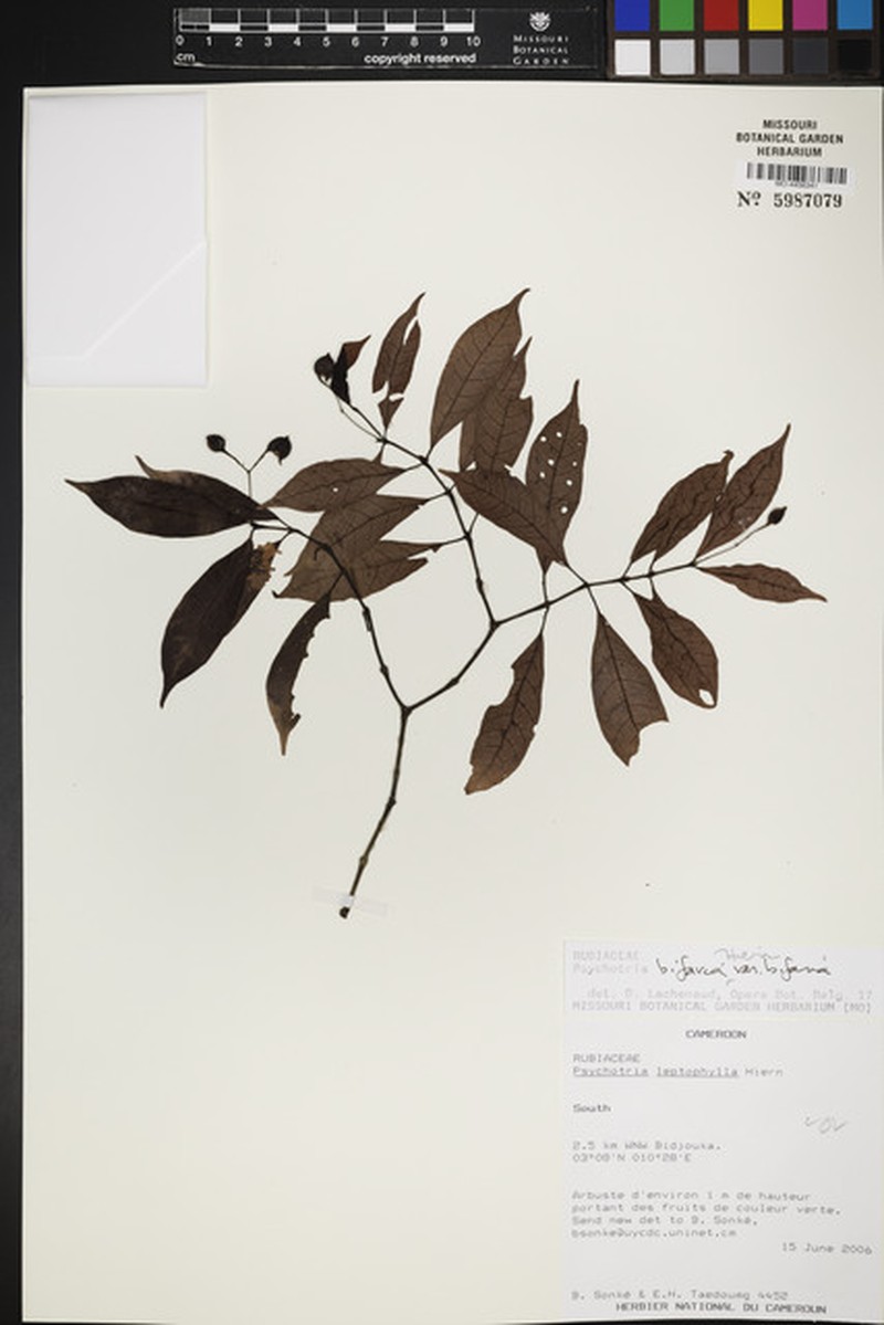 Psychotria bifaria subsp. bifaria photo 2