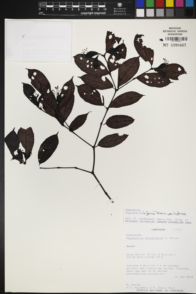 Psychotria bifaria subsp. bifaria photo 3