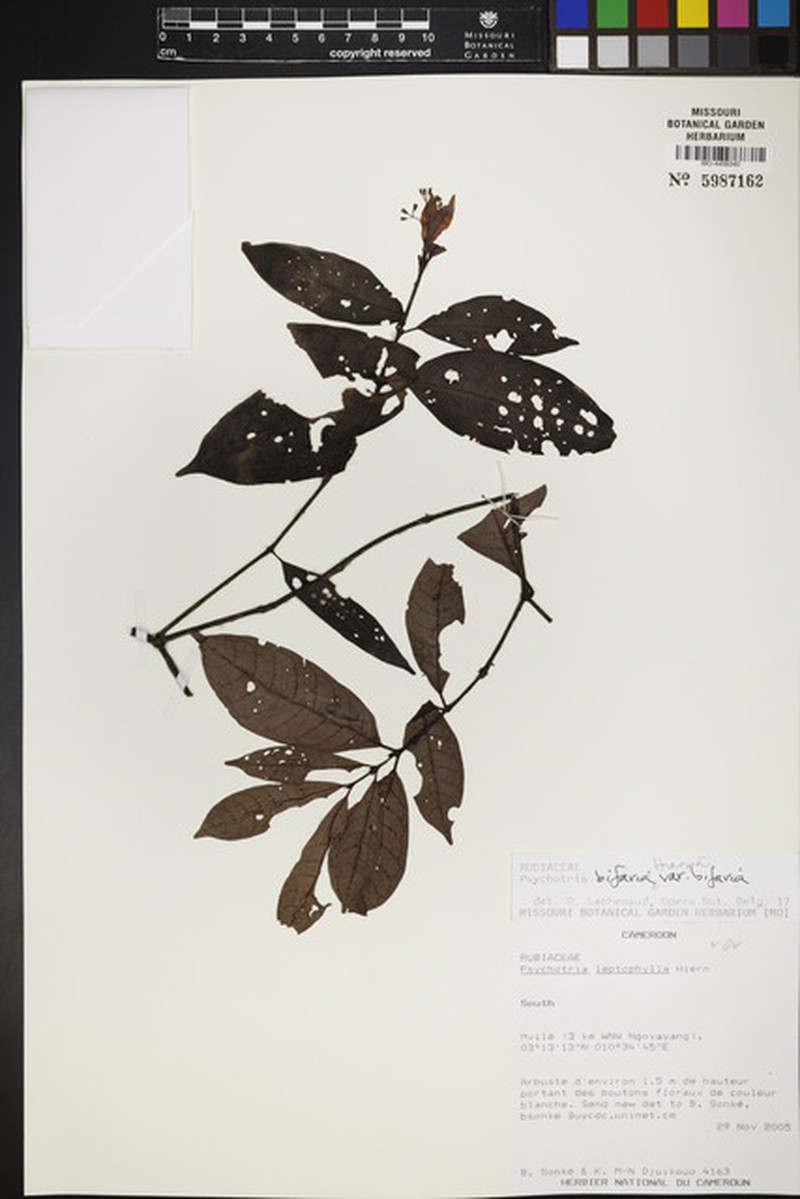 Psychotria bifaria subsp. bifaria photo 4