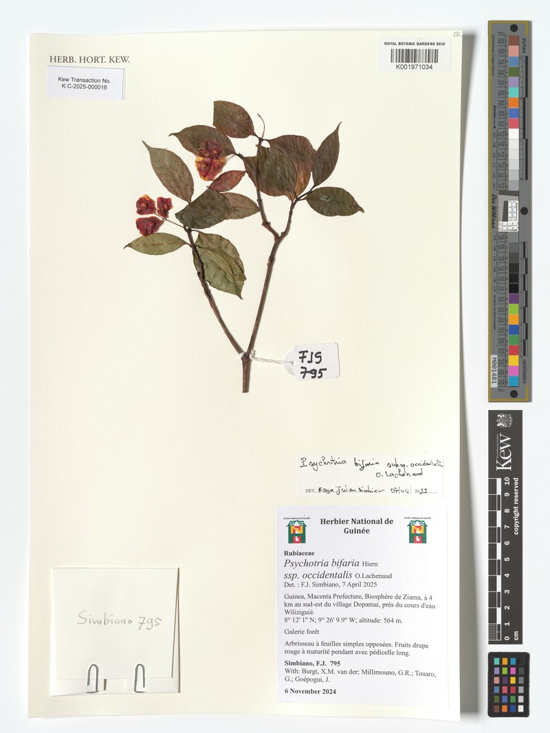 Psychotria bifaria subsp. occidentalis